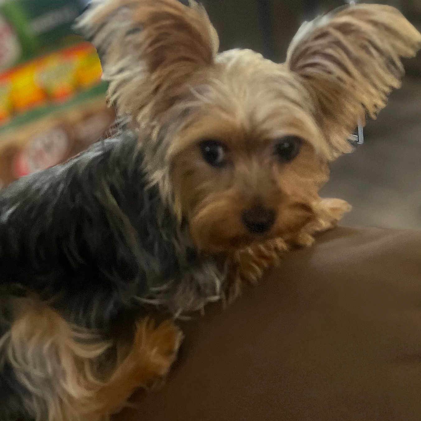 Milo