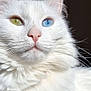 Bianca a rejoint le concours — aidez-le/la à gagner de superbes lots ! cat, white_cat, heterochromia, blue_eye, green_eye, pet, fluffy, closeup, portrait, animal, feline, whiskers, pink_nose, soft, cute, indoor, domestic_animal, fur, face, mammal
