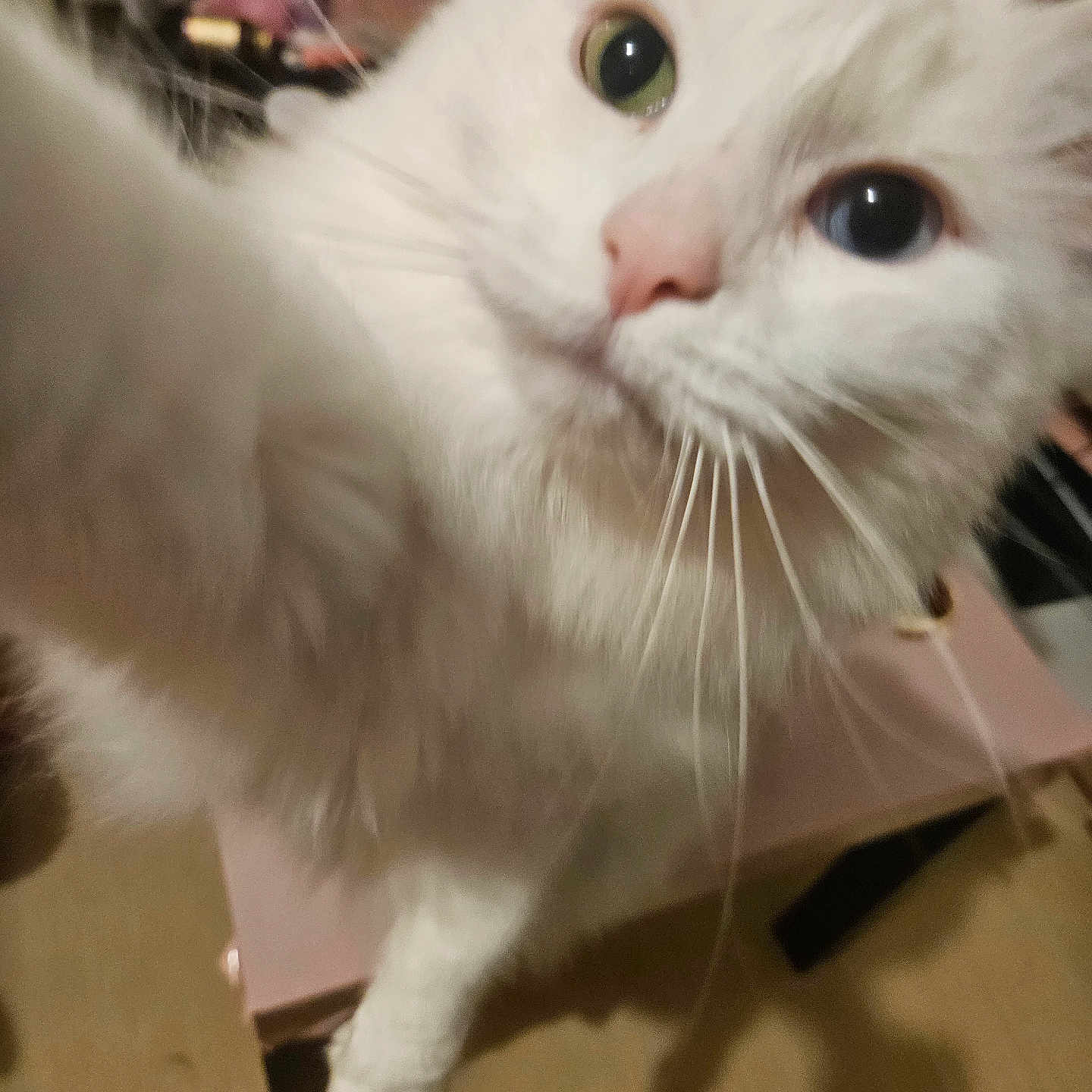 Bianca a rejoint le concours — aidez-le/la à gagner de superbes lots ! animal, cat, close_up, companion, curious, cute, domestic_cat, eyes, feline, floor, fur, heterochromia, household, indoor, paw, pet, playful, tabby_cat, whiskers, white_cat