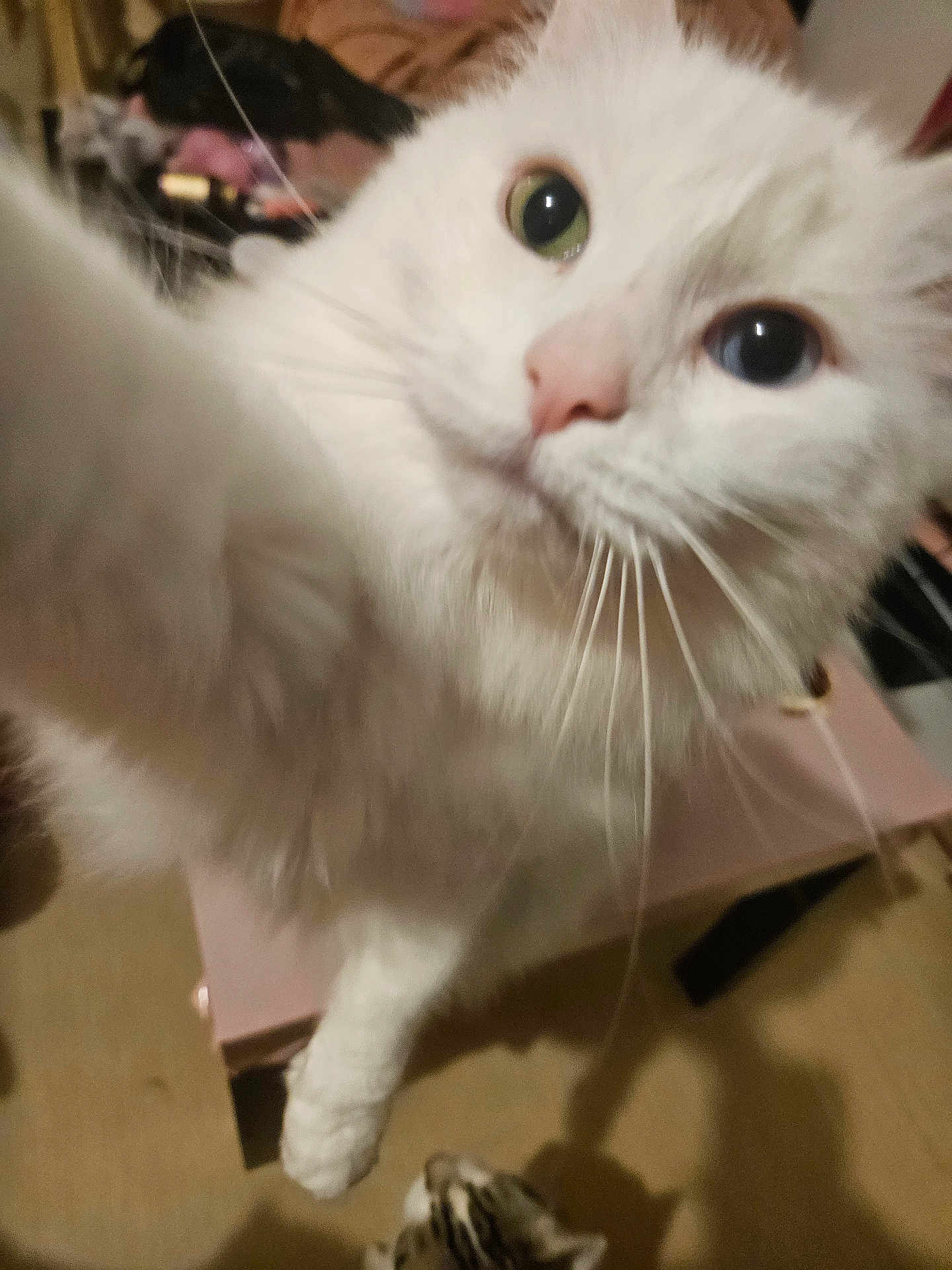 Bianca a rejoint le concours — aidez-le/la à gagner de superbes lots ! cat, white_cat, heterochromia, close_up, indoor, feline, pet, whiskers, curious, paw, tabby_cat, floor, animal, cute, domestic_cat, fur, eyes, playful, household, companion