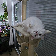 Bianca participe au concours pour gagner de l'argent avec cette photo : cat, white_cat, cat_tree, upside_down, indoor, window, plants, curtains, cozy, pet, furniture, relaxed, home, fluffy, animal, cute, resting, whiskers, ears, paws