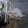 cat, white_cat, cat_tree, upside_down, indoor, window, plants, curtains, cozy, pet, furniture, relaxed, home, fluffy, animal, cute, resting, whiskers, ears, paws