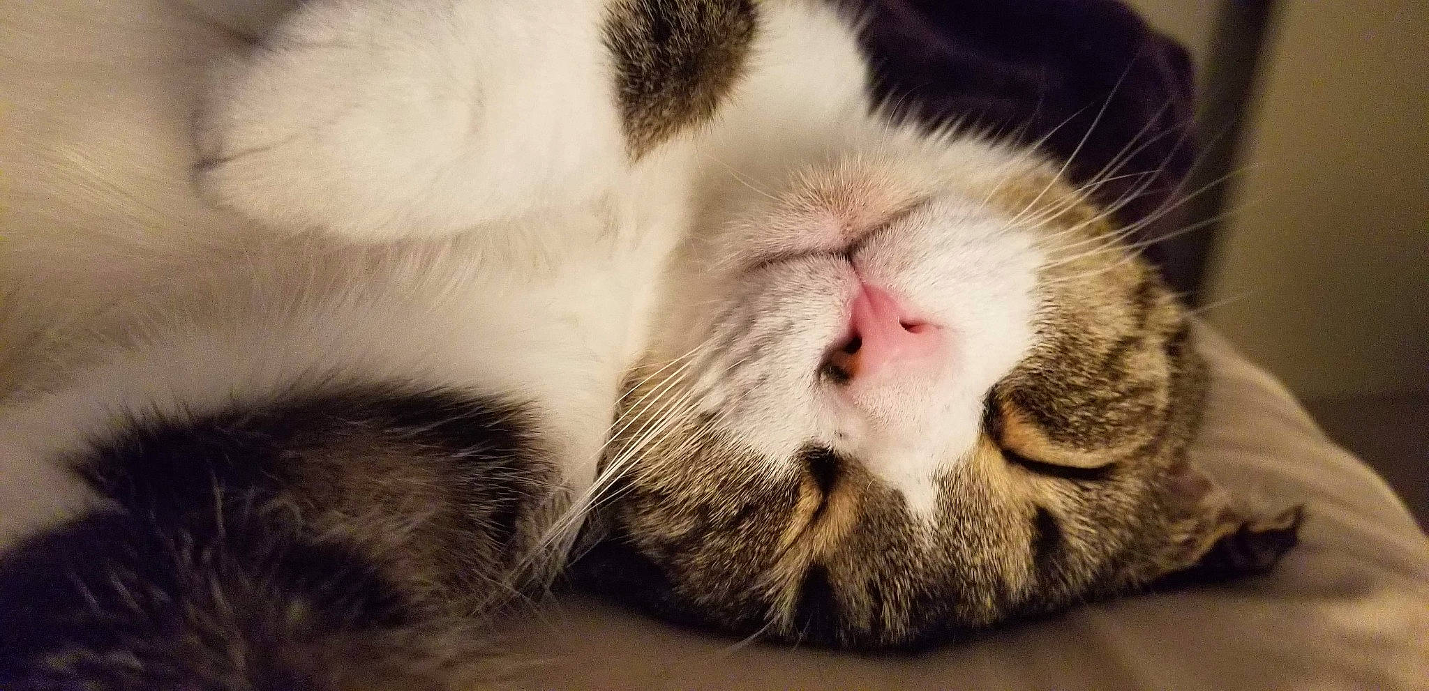 Jaffee joined the competition — help win amazing prizes! aegean_cat, american_shorthair, american_wirehair, asian, carnivore, cat, close_up, domestic_short_haired_cat, european_shorthair, felidae, fur, kitten, nap, nose, paw, polydactyl_cat, sleep, small_to_medium_sized_cats, snout, whiskers