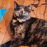 Bitsy joined the competition — help win amazing prizes! cat, tortoiseshell_cat, indoor, wooden_floor, pet, animal, feline, fur, laying_down, looking_at_camera, floor, brown, black, orange, whiskers, ears, eyes, mammal, domestic_animal, resting