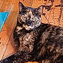 cat, tortoiseshell_cat, indoor, wooden_floor, pet, animal, feline, fur, laying_down, looking_at_camera, floor, brown, black, orange, whiskers, ears, eyes, mammal, domestic_animal, resting