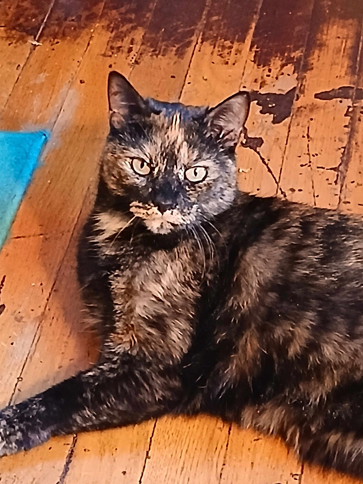 Bitsy joined the competition — help win amazing prizes! cat, tortoiseshell_cat, indoor, wooden_floor, pet, animal, feline, fur, laying_down, looking_at_camera, floor, brown, black, orange, whiskers, ears, eyes, mammal, domestic_animal, resting