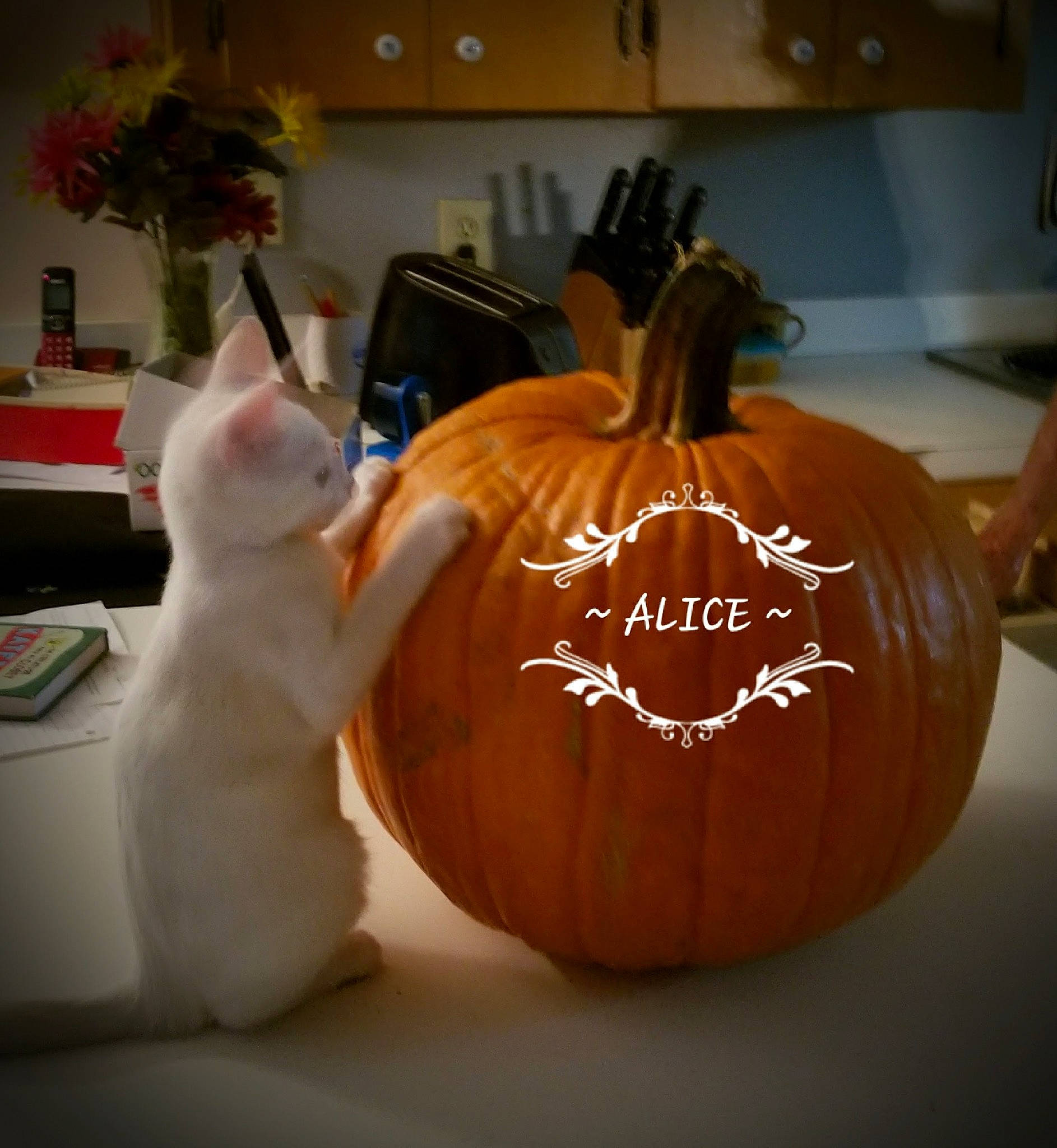 Alice is registered to the contest to win money with this photo: art, calabaza, cat, creative_arts, cucurbita, felidae, gourd, houseplant, jack_o_lantern, local_food, natural_foods, orange, plant, produce, pumpkin, squash, vegetable, whole_food, winter_squash, wood
