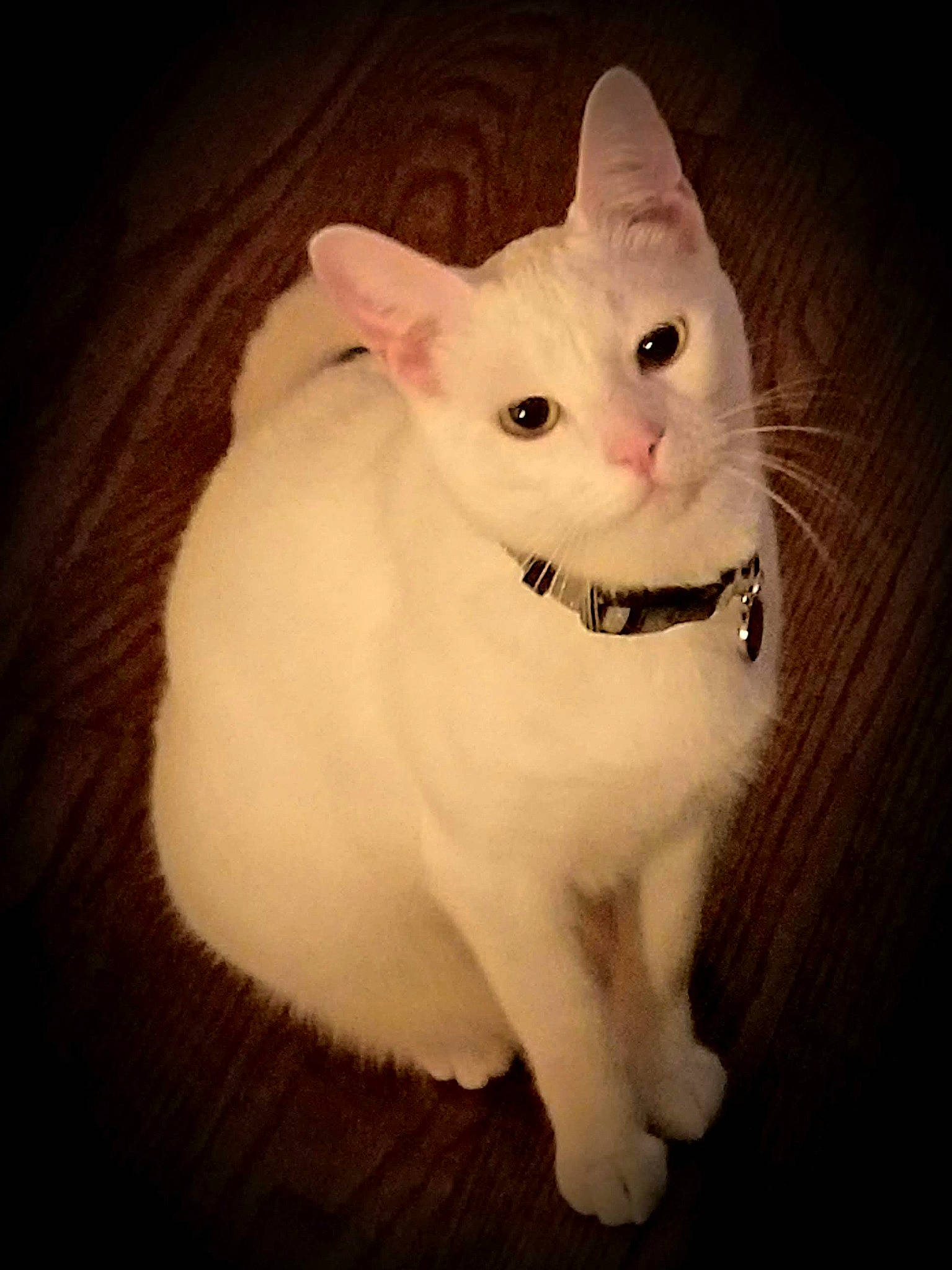 Alice joined the competition — help win amazing prizes! carnivore, cat, domestic_short_haired_cat, ear, fawn, felidae, flooring, fur, paw, small_to_medium_sized_cats, snout, tail, terrestrial_animal, whiskers