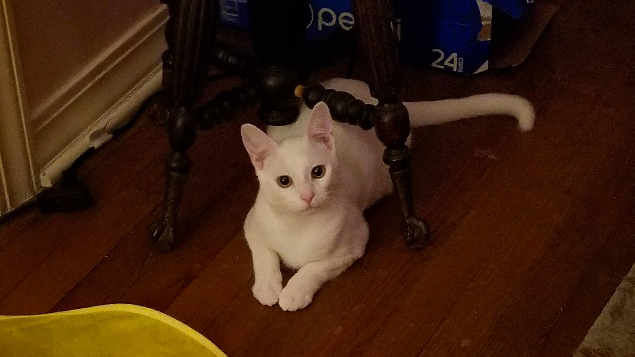 Alice is registered to the contest to win money with this photo: carnivore, cat, chair, domestic_short_haired_cat, eye, fawn, felidae, floor, flooring, fur, hardwood, mammal, paw, shorts, small_to_medium_sized_cats, snout, tail, vertebrate, whiskers, wood