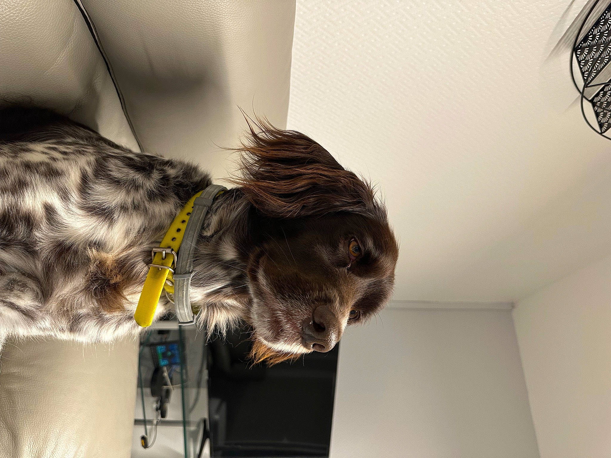 Opale participe au concours pour gagner de l'argent avec cette photo : canidae, carnivore, collar, companion_dog, dog, dog_breed, dog_collar, fawn, felidae, fur, giant_dog_breed, guard_dog, leash, liver, snout, sporting_group, tail, working_animal