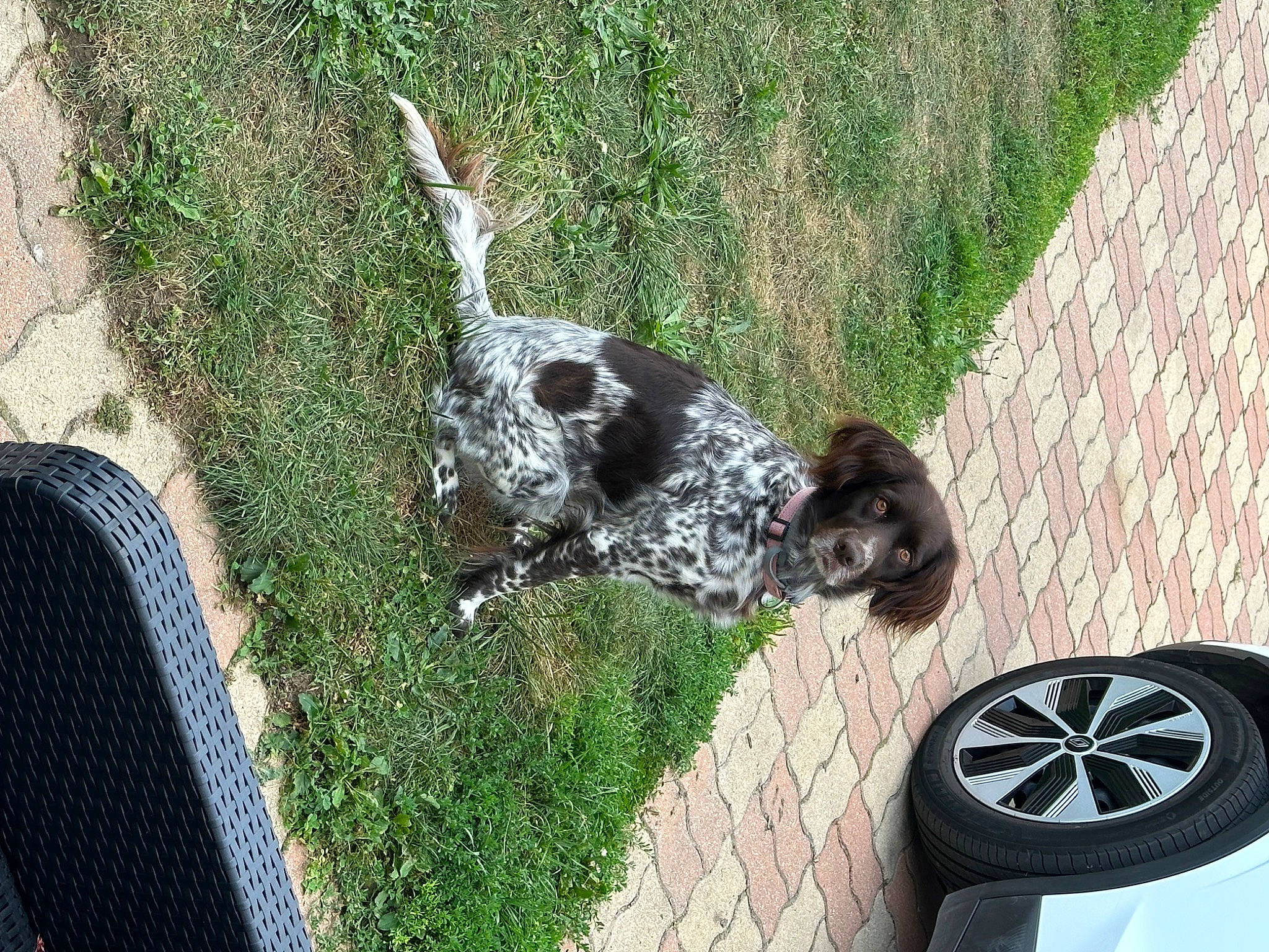 Opale a rejoint le concours — aidez-le/la à gagner de superbes lots ! alloy_wheel, asphalt, automotive_tire, canidae, carnivore, dog, dog_breed, fender, grass, groundcover, hubcap, rim, road_surface, sporting_group, synthetic_rubber, tail, tire, tire_care, tread, wheel