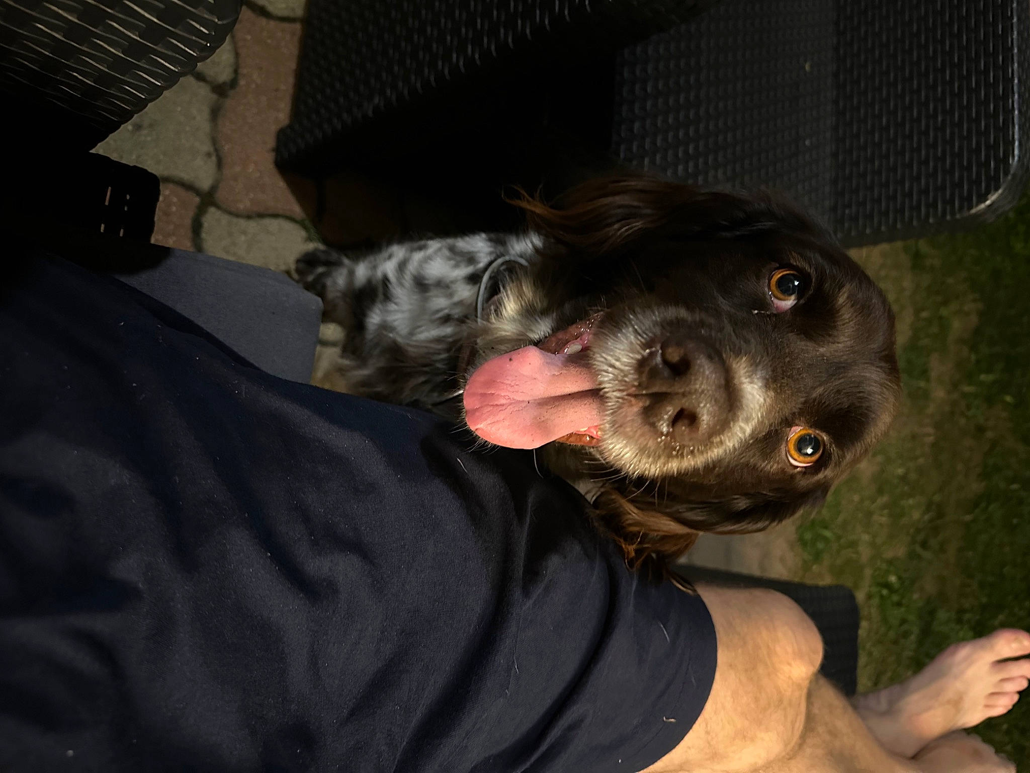 Opale a rejoint le concours — aidez-le/la à gagner de superbes lots ! canidae, carnivore, companion_dog, dog, dog_breed, ear, fawn, fur, guard_dog, gun_dog, non_sporting_group, personal_protective_equipment, snout, sporting_group, toy_dog, whiskers, working_animal, working_dog