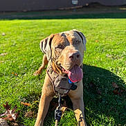 Boon joined the competition — help win amazing prizes! animal, canine, closeup, dog, fall, friendly, grass, happy, harness, leaf, leash, mammal, nature, outdoor, paws, pet, playing, summer, sunlight, tongue_out