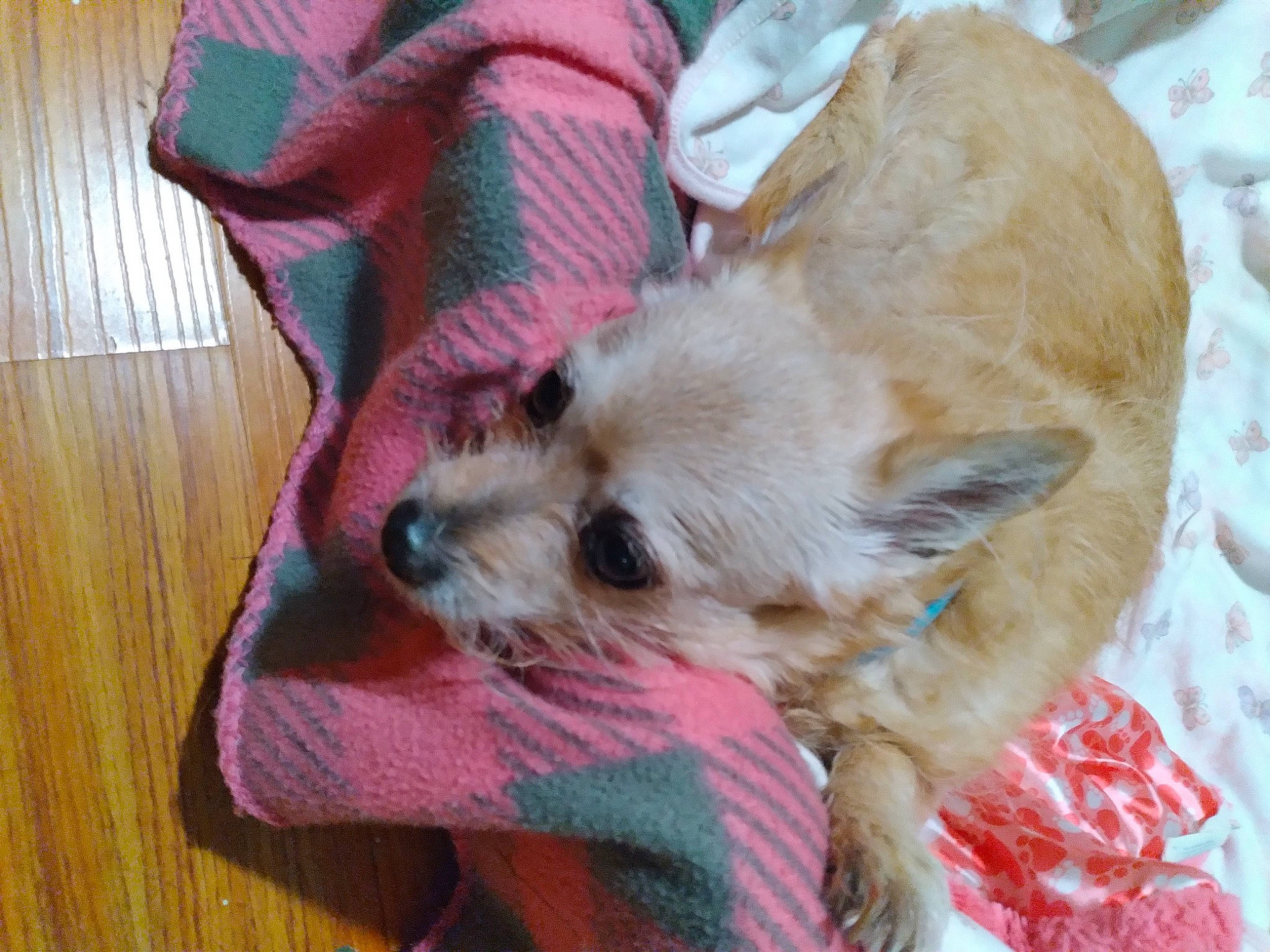 Sydney is registered to the contest to win money with this photo: canidae, carnivore, companion_dog, dog, dog_breed, dog_supply, fawn, hardwood, pet_supply, plank, small_terrier, snout, sporting_group, terrier, toy_dog, varnish, wood, wood_stain, working_animal, yorkshire_terrier