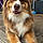 Obie