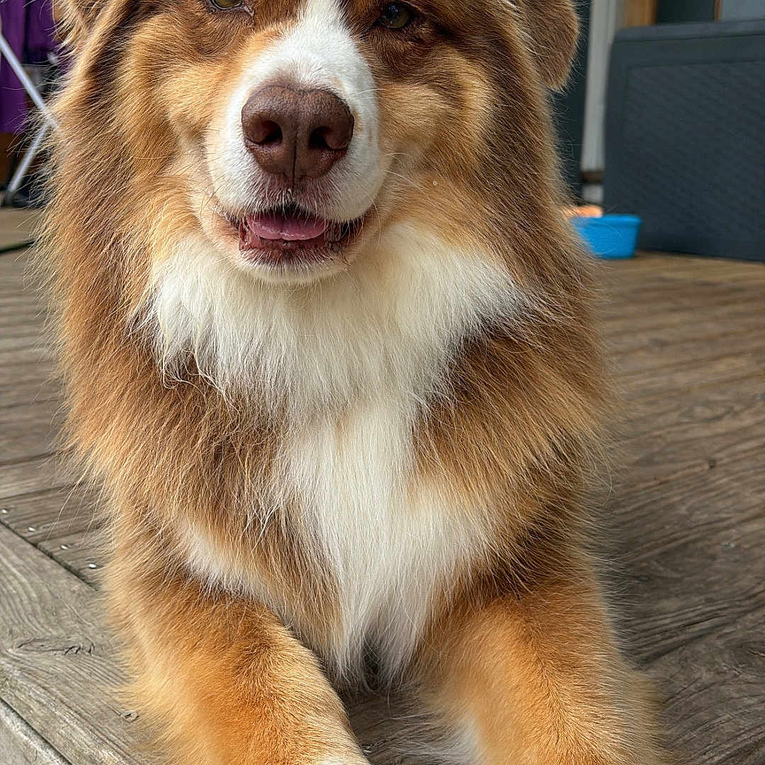 Obie