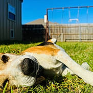 Pretzel is registered to the contest to win money with this photo: dog, grass, backyard, sunny, blue_sky, swing_set, fence, outdoor, pet, canine, relaxed, lying_down, nature, daytime, animal, snout, ears, fur, close_up, nose