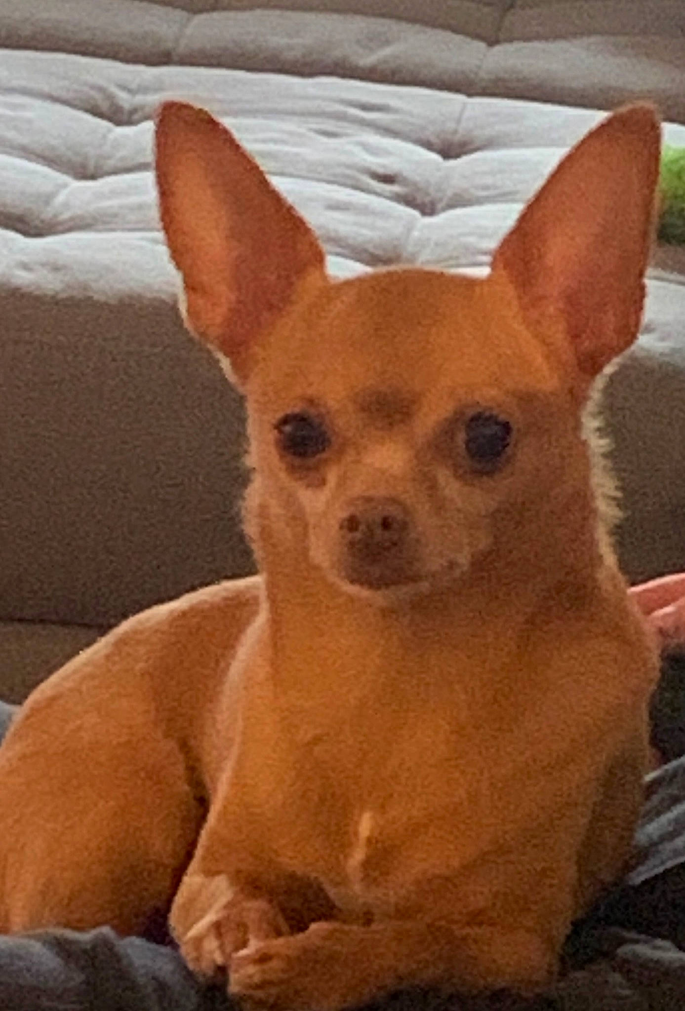 Isabella joined the competition — help win amazing prizes! canidae, carnivore, chihuahua, comfort, companion_dog, corgi_chihuahua, dog, dog_breed, ear, fawn, fur, non_sporting_group, snout, terrestrial_animal, toy_dog, whiskers, working_animal