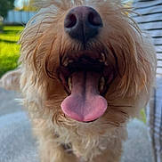 Kally participe au concours pour gagner de l'argent avec cette photo : dog, tongue, close_up, outdoor, scruffy, nose, mouth, pet, happy, playful, fur, canine, animal, smiling, leash, daylight, grass, blurred_background, portrait, cute
