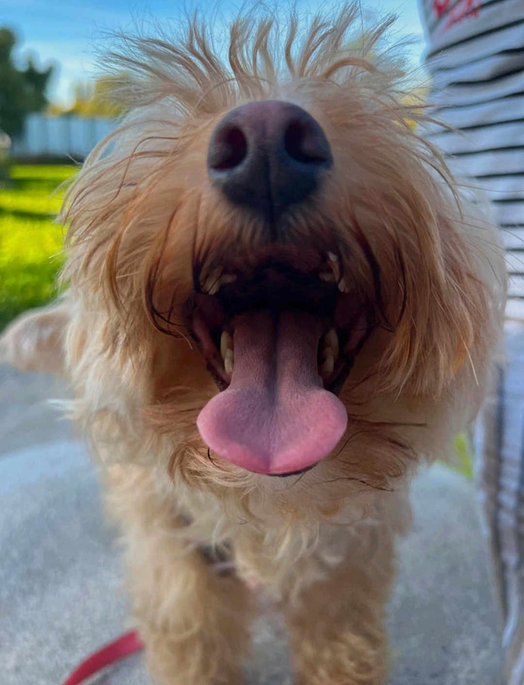 Kally participe au concours pour gagner de l'argent avec cette photo : dog, tongue, close_up, outdoor, scruffy, nose, mouth, pet, happy, playful, fur, canine, animal, smiling, leash, daylight, grass, blurred_background, portrait, cute