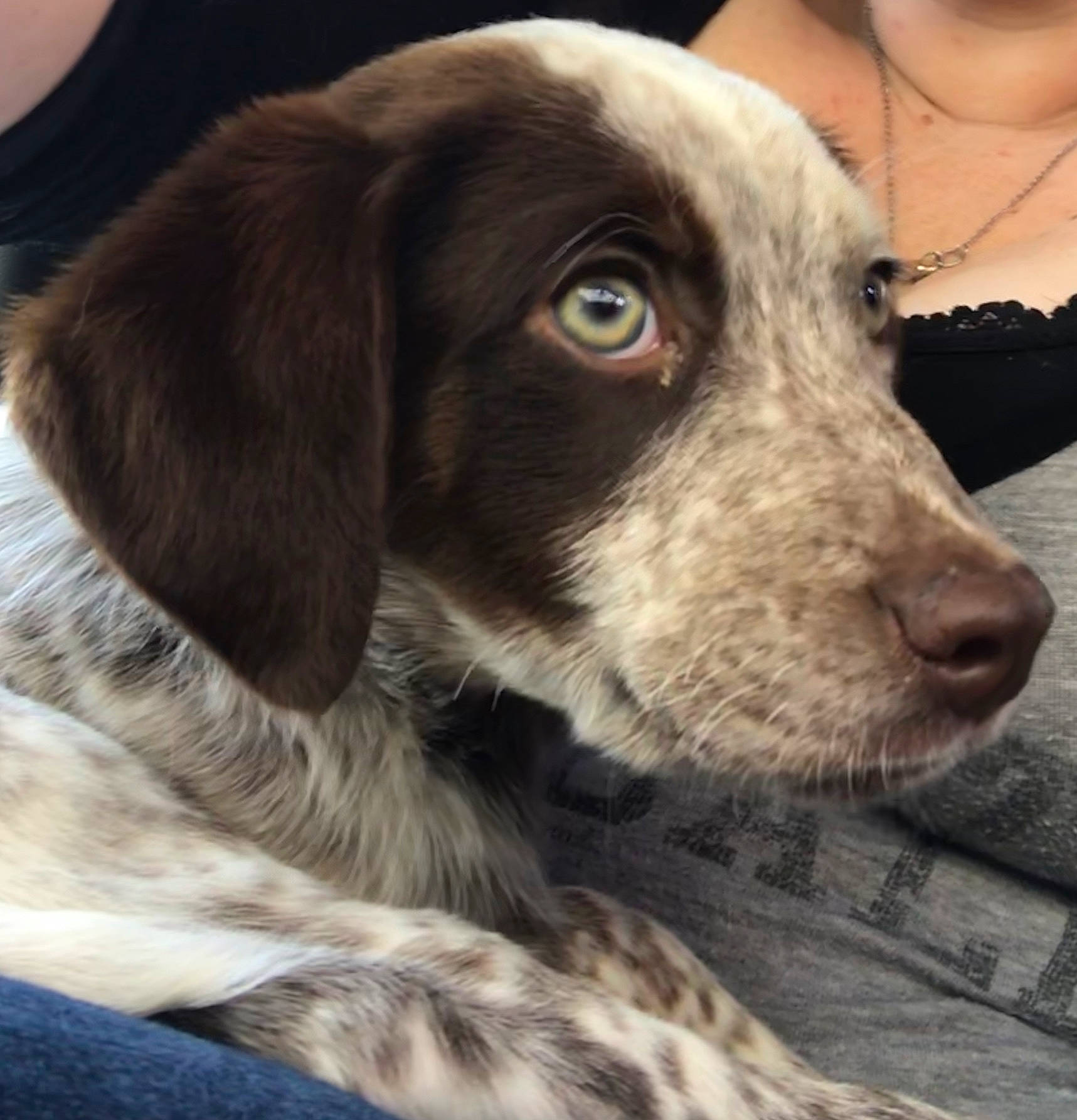 Negan joined the competition — help win amazing prizes! blue_picardy_spaniel, canidae, carnivore, dog, dog_breed, french_spaniel, german_longhaired_pointer, german_shorthaired_pointer, hunting_dog, large_munsterlander, mammal, old_danish_pointer, picardy_spaniel, pointing_breed, rare_breed_dog, small_munsterlander, snout, spaniel, sporting_group, vertebrate