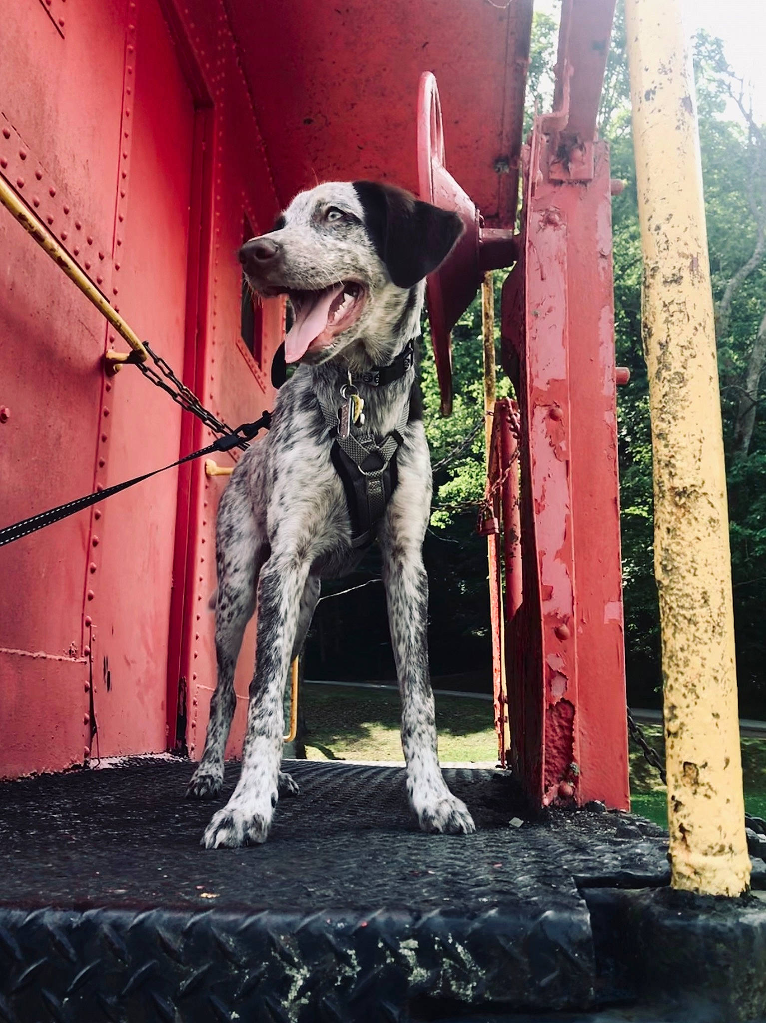 Negan joined the competition — help win amazing prizes! bluetick_coonhound, canidae, carnivore, dalmatian, dog, dog_breed, hunting_dog, louisiana_catahoula_leopard_dog, mammal, non_sporting_group, pointer, snout, sporting_group, vertebrate