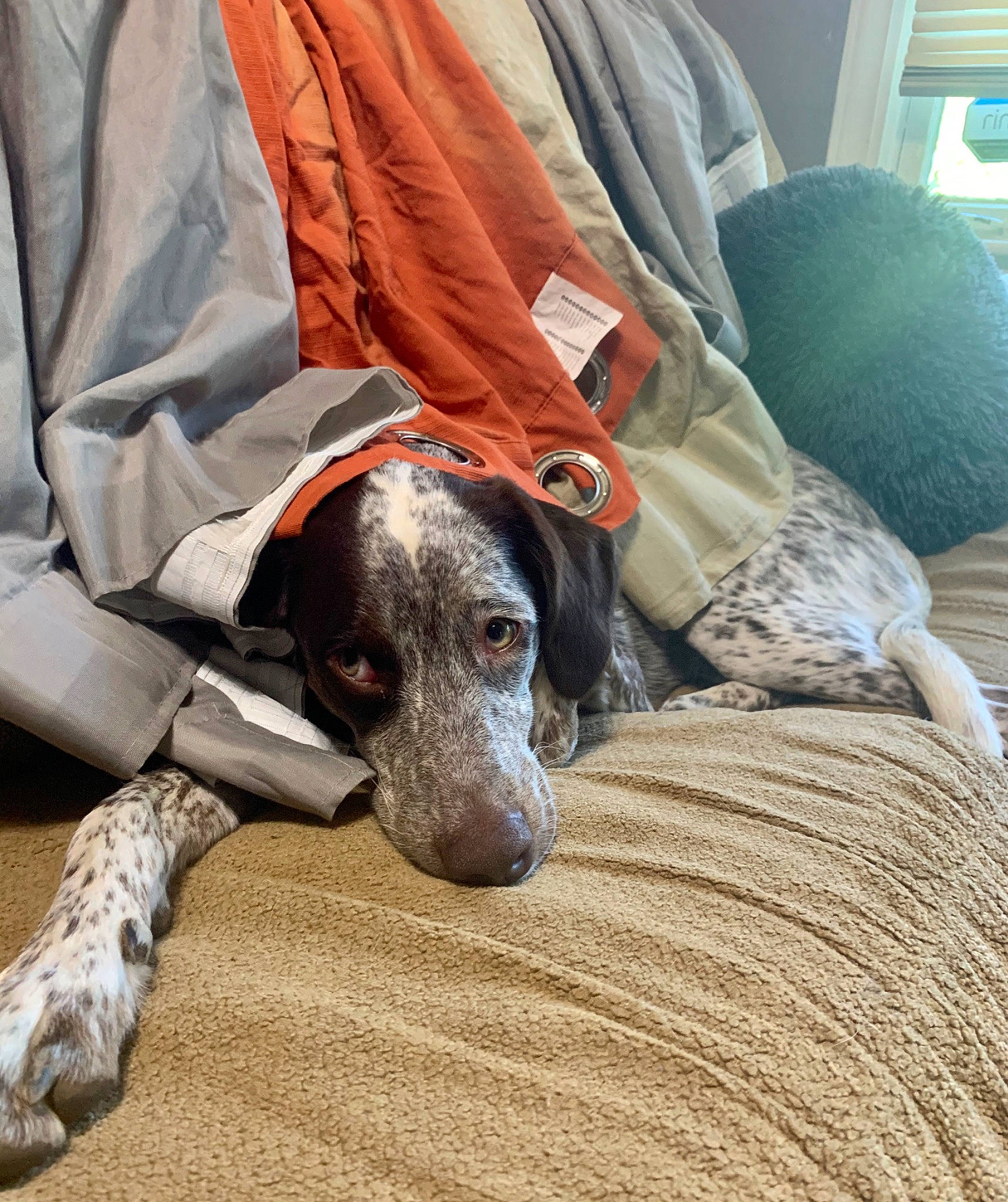 Negan joined the competition — help win amazing prizes! braque_dauvergne, braque_du_bourbonnais, braque_francais, canidae, carnivore, dog, dog_breed, german_longhaired_pointer, german_shorthaired_pointer, hunting_dog, mammal, old_danish_pointer, pointer, pointing_breed, snout, sporting_group, vertebrate