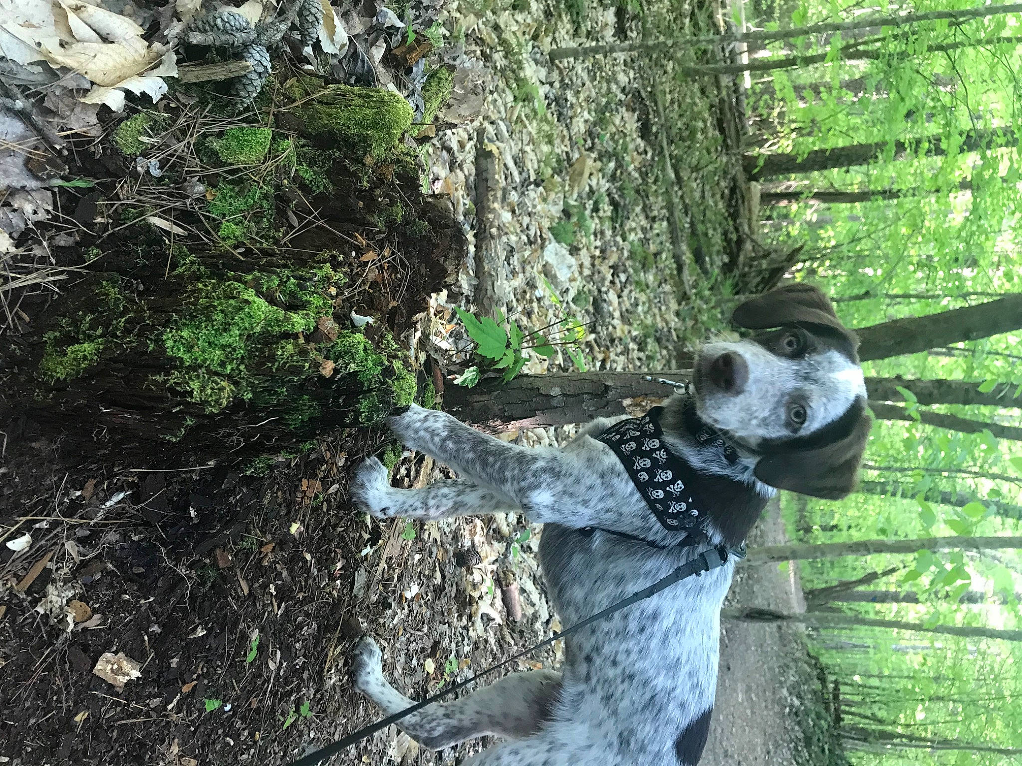 Negan is registered to the contest to win money with this photo: forest, nature_reserve, plant, rock, sporting_group, tree