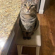 Jerry is registered to the contest to win money with this photo: cat, tabby_cat, pet, indoor, kitchen, granite_countertop, stool, wood_floor, sitting, whiskers, ears, eyes, portrait, looking_up, furniture, home_interior, seat, paws, domestic_animal, striped_fur