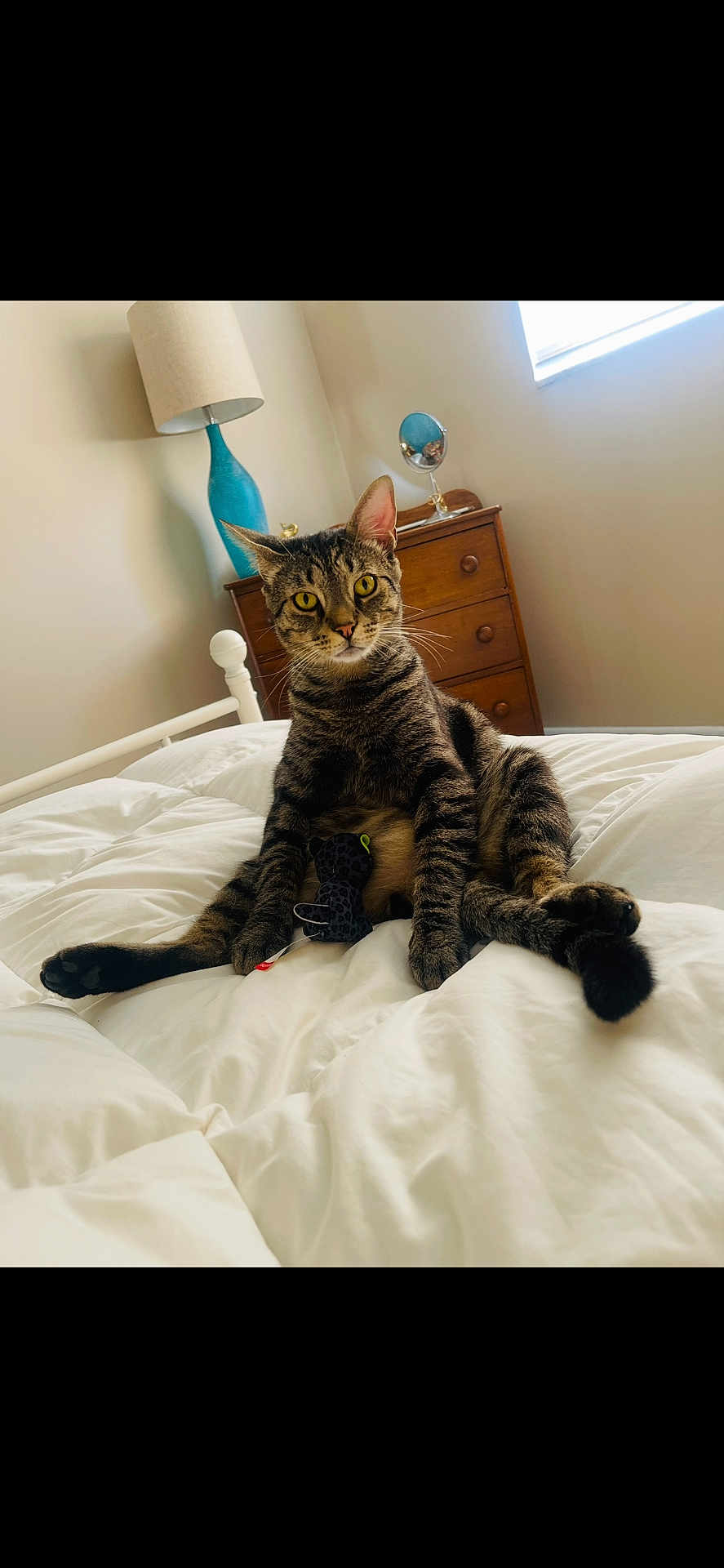 Jerry is registered to the contest to win money with this photo: cat, tabby_cat, pet, bed, white_bedding, paw, plush_toy, nightstand, lamp, mirror, window, dresser, wooden_furniture, interior, whiskers, sitting, relaxed, portrait, domestic_animal, cute
