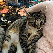 Molly is registered to the contest to win money with this photo: animal, cat, ears, eyes, face, feline, floral_pattern, fur, indoor, kitten, lounging, pet, pink_blanket, plush_bed, portrait, sitting, striped_fur, tabby, whiskers, white_paws