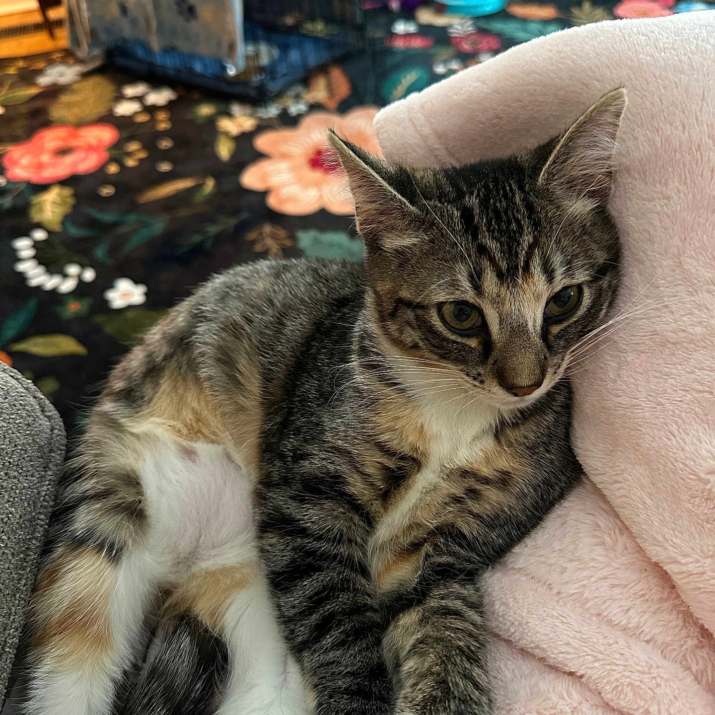 Molly