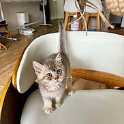 Universe participe au concours pour gagner de l'argent avec cette photo : abyssinian, animal, bathing, canine, cat, chaise, dog, dogbed, furniture, hardwood, head, indoors, interiordesign, kitten, lamp, manx, person, pet, wood