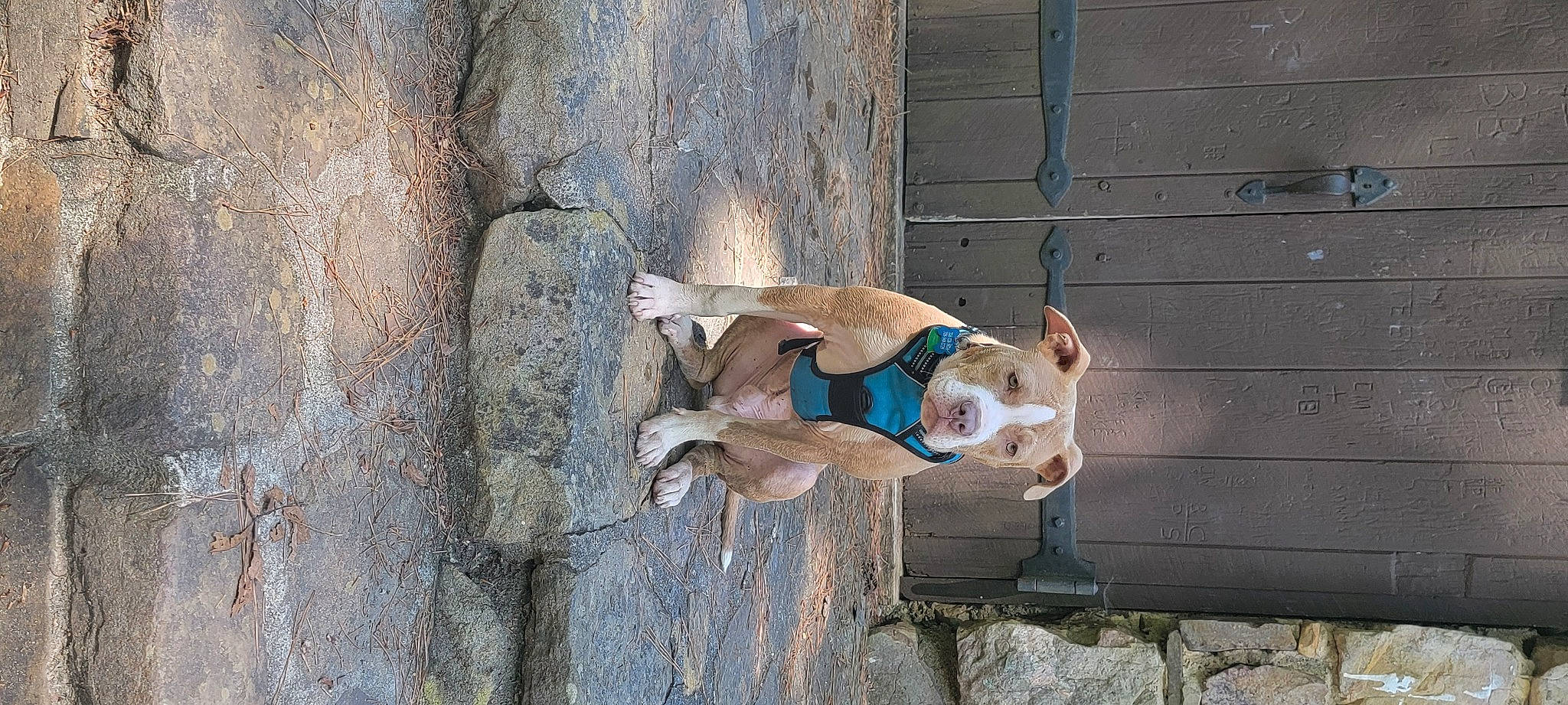 Buck joined the competition — help win amazing prizes! art, canidae, carnivore, concrete, dog, dog_breed, facade, fawn, non_sporting_group, sporting_group, wood, working_animal