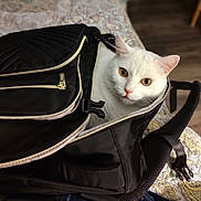 Coco joined the competition — help win amazing prizes! cat, white_cat, backpack, black_backpack, bedspread, indoor, pet, animal, curious, wide_eyes, ears, zipper, fabric, pattern, wooden_floor, furniture, resting, cute, alert, closeup