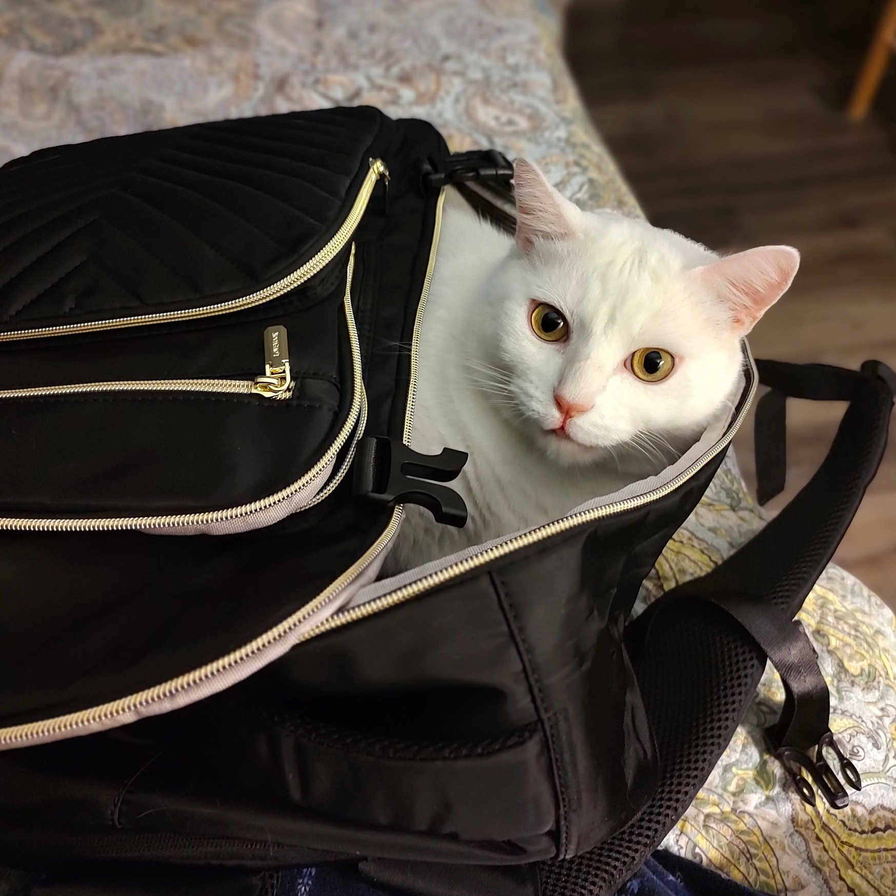 Coco joined the competition — help win amazing prizes! alert, animal, backpack, bedspread, black_backpack, cat, closeup, curious, cute, ears, fabric, furniture, indoor, pattern, pet, resting, white_cat, wide_eyes, wooden_floor, zipper
