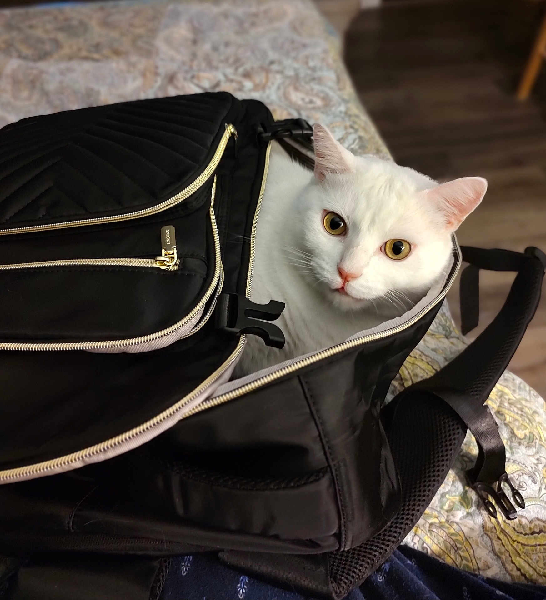 Coco joined the competition — help win amazing prizes! cat, white_cat, backpack, black_backpack, bedspread, indoor, pet, animal, curious, wide_eyes, ears, zipper, fabric, pattern, wooden_floor, furniture, resting, cute, alert, closeup