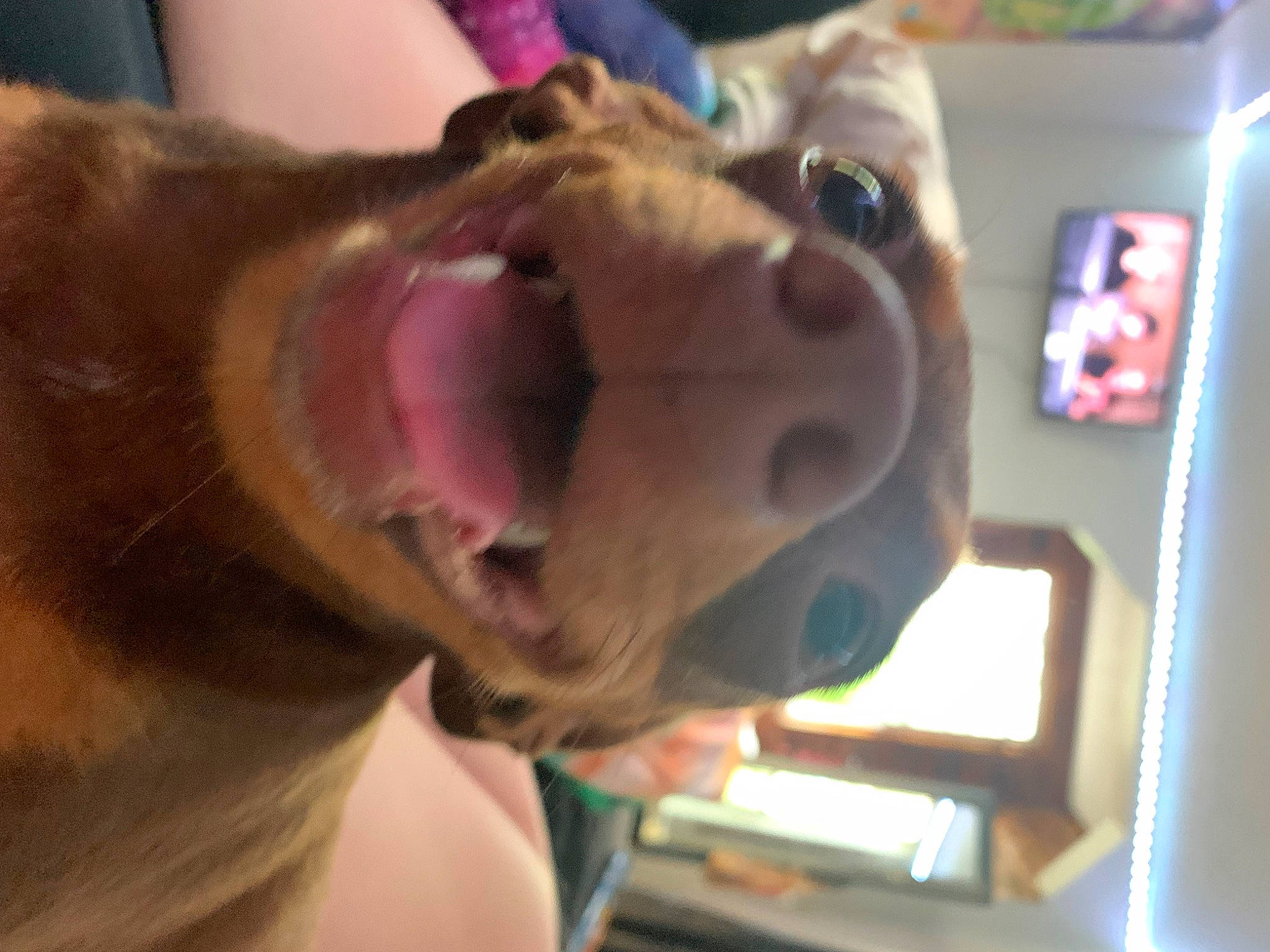 Belle is registered to the contest to win money with this photo: canidae, carnivore, collar, companion_dog, dog, dog_breed, dog_collar, ear, fawn, fun, fur, guard_dog, jaw, liver, selfie, snout, sporting_group, whiskers, working_animal, wrinkle