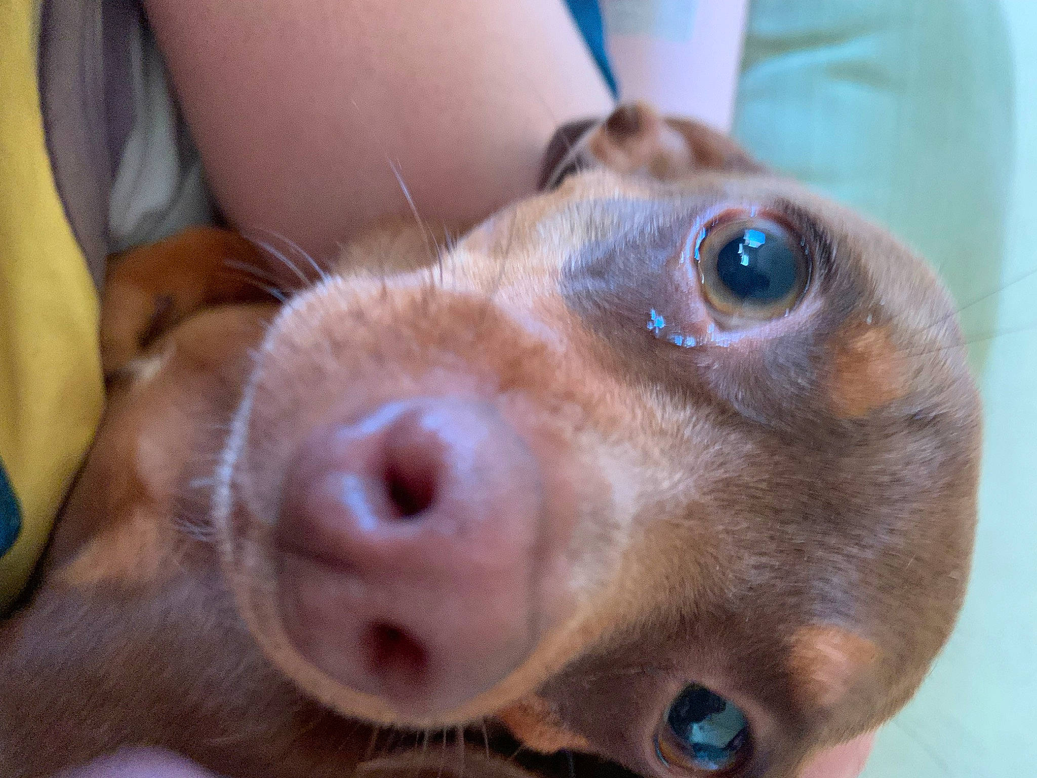 Belle joined the competition — help win amazing prizes! blue, canidae, carnivore, close_up, companion_dog, dog, dog_breed, ear, eyelash, fawn, fur, gesture, jaw, liver, selfie, snout, sporting_group, whiskers, working_animal, wrinkle