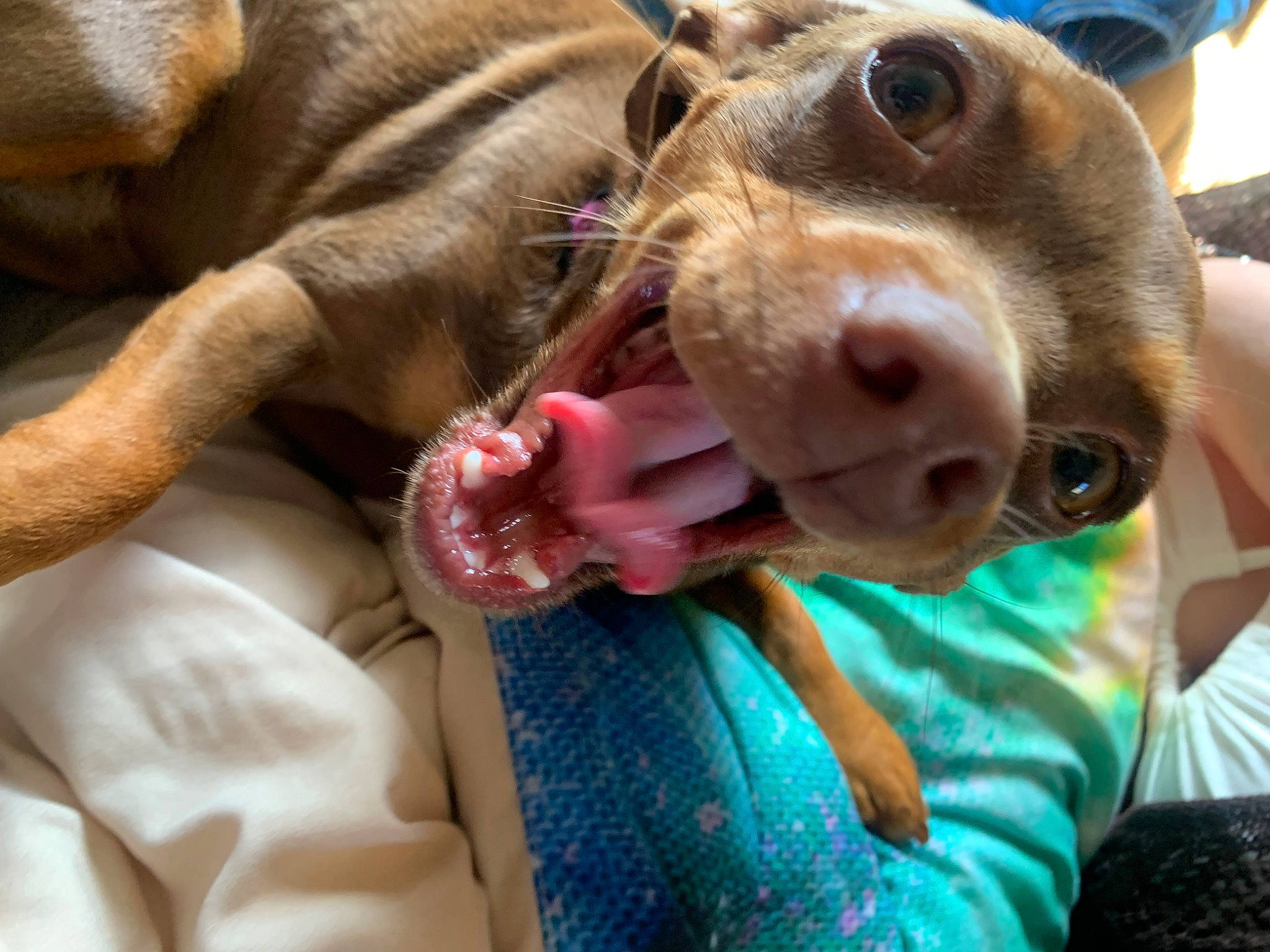 Belle is registered to the contest to win money with this photo: canidae, carnivore, collar, companion_dog, dog, dog_breed, dog_collar, dog_supply, fawn, fur, guard_dog, hat, liver, pointing_breed, selfie, snout, sporting_group, whiskers, working_animal, wrinkle