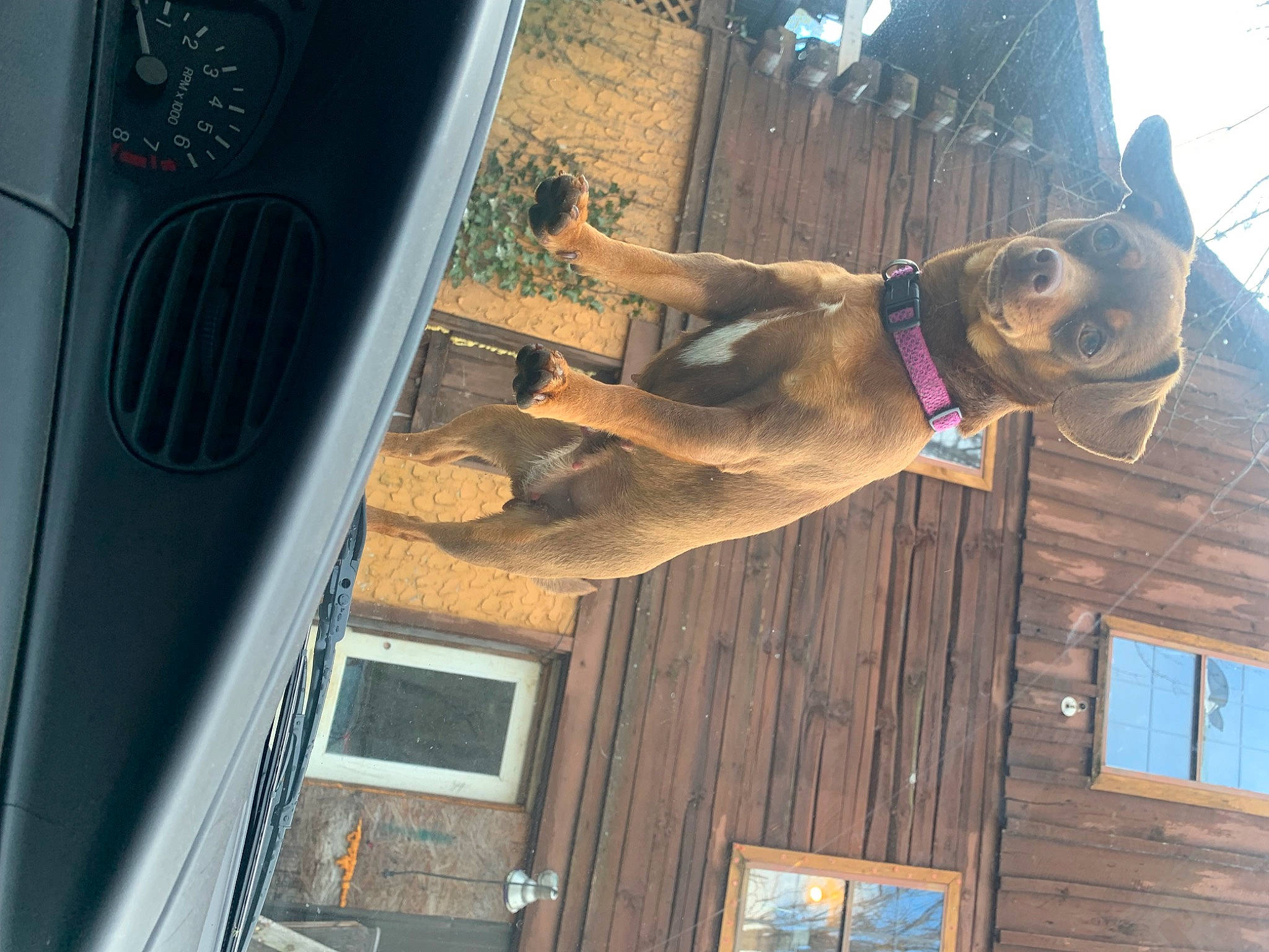 Belle joined the competition — help win amazing prizes! art, building, carnivore, dog, dog_breed, dog_collar, facade, fawn, gas, guard_dog, house, machine, picture_frame, snout, sporting_group, tail, vehicle_door, window, wood, working_animal