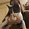 cat, kitten, gray_and_white, pet, animal, portrait, indoors, being_held, human_hand, whiskers, ears, eyes, pink_nose, fur, paws, collar, bracelet, couch, home, close_up