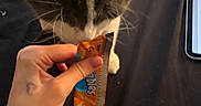 Tatter joined the competition — help win amazing prizes! cat, black_and_white, feline, pet, animal, whiskers, snack, food_packet, hand, human, indoor, table, phone, close_up, curious, sitting, dark_background, orange_packaging, playful, photograph