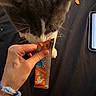 cat, black_and_white, feline, pet, animal, whiskers, snack, food_packet, hand, human, indoor, table, phone, close_up, curious, sitting, dark_background, orange_packaging, playful, photograph