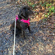 Maya a rejoint le concours — aidez-le/la à gagner de superbes lots ! dog, labrador, brown_dog, pink_harness, leash, muddy_path, fallen_leaves, forest, outdoor, nature, pet, canine, walking, sitting, sunlight, greenery, shrubbery, animal, daylight, park