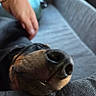 Bandy a rejoint le concours — aidez-le/la à gagner de superbes lots ! dog, nose, petting, hand, couch, fur, closeup, indoor, relaxation, canine, animal, snout, comfort, domestic, muzzle, friendly, companion, cozy, blurred, resting