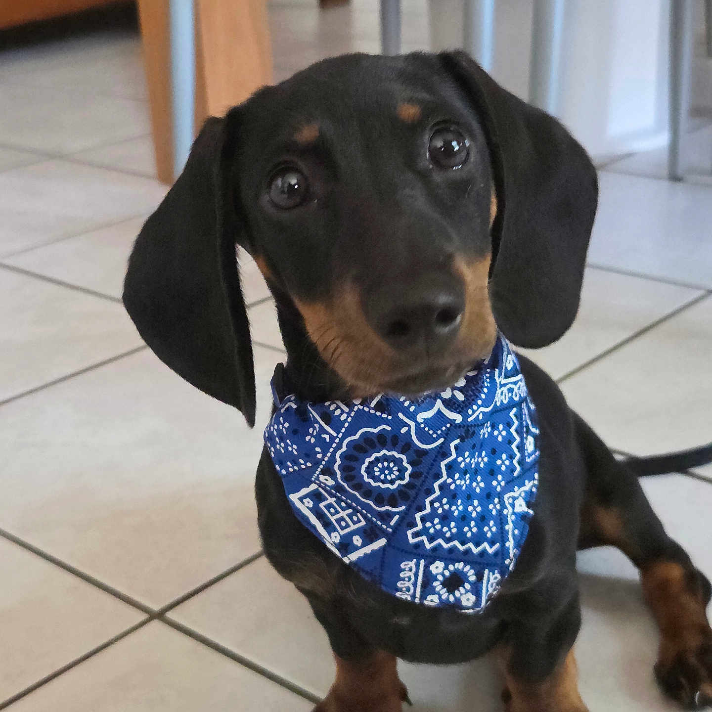 Bandy a rejoint le concours — aidez-le/la à gagner de superbes lots ! dog, puppy, dachshund, bandana, blue_bandana, indoors, tile_floor, pet, cute, animal, canine, sitting, ears, eyes, fur, black_and_tan, looking_up, small_dog, adorable, domestic