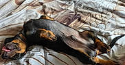 Bandy participe au concours pour gagner de l'argent avec cette photo : dog, puppy, black, tan, lying_down, bedspread, patterned, tongue_out, playful, relaxed, pet, canine, fur, collar, sleeping, cute, domestic_animal, indoor, animal, resting