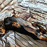 dog, puppy, black, tan, lying_down, bedspread, patterned, tongue_out, playful, relaxed, pet, canine, fur, collar, sleeping, cute, domestic_animal, indoor, animal, resting