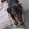 Bandy participe au concours pour gagner de l'argent avec cette photo : dachshund, puppy, dog, black_and_tan, cute, lying_down, blanket, couch, indoors, pet, animal, paw, ear, looking_up, fur, companion, soft_texture, resting, young, adorable